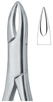 Henahan Incisors