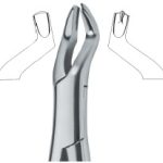 Molars , Left 53L